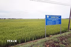 Thay vì bỏ vụ Hè Thu, mô hình liên kết giữa doanh nghiệp, Hợp tác xã và nông dân đang mở ra hướng đi mới ở một số cánh đồng lúa tại xã Duy Ninh (Quảng Trị). (Ảnh: TTXVN phát)