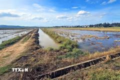 Nhiều cánh đồng tại xã Duy Ninh (Quảng Trị) dù có hệ thống thủy lợi hoàn chỉnh vẫn bị người dân bỏ vụ Hè Thu không gieo cấy. (Ảnh: Tá Chuyên/TTXVN)