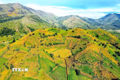 Tháng 11, núi lửa Chư Đang Ya (tỉnh Gia Lai) khoác lên tấm áo Dã quỳ vàng rực rỡ. (Ảnh: Quang Thái/TTXVN)