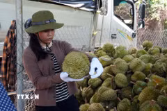 Sản phẩm sầu riêng đã có mã số vùng trồng tại xã Đạ Huoai 2 tỉnh Lâm Đồng. (Ảnh: Chu Quốc Hùng/TTXVN)
