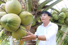 Vườn dừa sáp ở phường Nguyệt Hóa, tỉnh Vĩnh Long được trồng từ giống cấy phôi do Đại học Trà Vinh nghiên cứu và thương mại hóa. (Ảnh: Thanh Hòa/TTXVN)