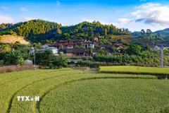Cánh đồng lúa trải dài dưới chân núi, tạo nên điểm nhấn sinh thái hấp dẫn cho du lịch trải nghiệm. (Ảnh: Phạm Tuấn Anh/TTXVN)