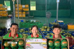 Quảng bá đặc sản bưởi da xanh Khánh Vĩnh của tỉnh Khánh Hòa. (Ảnh: TTXVN phát)