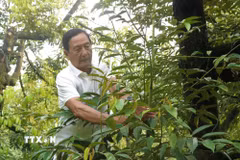 Để trồng sầu riêng thành công và bền vững, ông Lê Văn Sáu chiêm nghiệm cần kết hợp hài hòa giữa kinh nghiệm thực tế tích lũy qua thời gian với kiến thức khoa học kỹ thuật hiện đại do các nhà khoa học truyền dạy. (Ảnh: Thu Hiền/TTXVN)