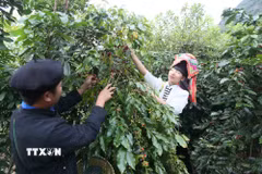 Nông dân xã Muổi Nọi, tỉnh Sơn La, thu hoạch quả càphê. (Ảnh: Quang Quyết/TTXVN)