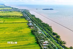 Cà Mau đã xác định các vùng trọng điểm cần tập trung ứng phó gồm vùng sản xuất nông nghiệp, nuôi trồng thủy sản, khu vực ngọt hóa, vùng ven biển và địa bàn khó khăn về nước sinh hoạt. (Ảnh: Huỳnh Anh/TTXVN)