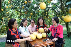 Khách du lịch thưởng ngoạn không khí trong lành tại vùng cây ăn quả tại xã Lục Ngạn, Lục Sơn (Bắc Ninh). (Ảnh: Danh Lam/TTXVN)