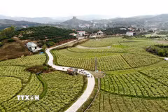 Đường giao thông nội đồng được đầu tư, góp phần kết nối vùng sản xuất, tạo thuận lợi cho người dân đi lại và vận chuyển nông sản. (Ảnh: Đồng Thúy/TTXVN)