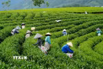 Nông dân xã La Bằng thu hái chè. (Ảnh: Hoàng Nguyên/TTXVN)