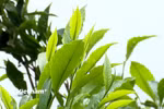 Theo người dân ở Phình Hồ, chè muốn ngon phải được hái lúc vẫn còn hơi sương. (Nguồn: Vietnam+)