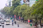 Hoa sữa trên một tuyến phố ở Hà Nội. (Nguồn: Vietnam+)