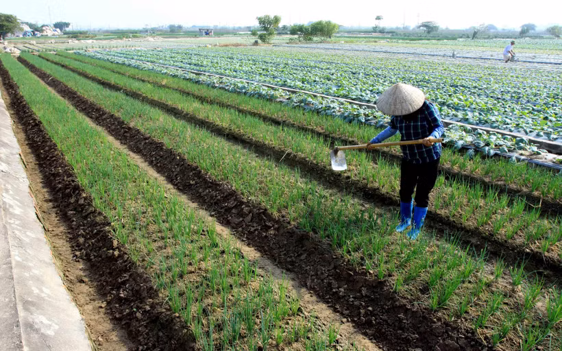 Thành viên của Hợp tác xã Dịch vụ nông nghiệp xã Quỳnh Hải, huyện Quỳnh Phụ, Thái Bình chăm sóc cây màu vụ Đông. (Ảnh: Thế Duyệt/TTXVN)