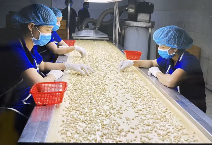Công nhân lựa hạt điều chất lượng phục vụ cho xuất khẩu tại Bình Phước. (Ảnh: Hồng Nhung/TTXVN)