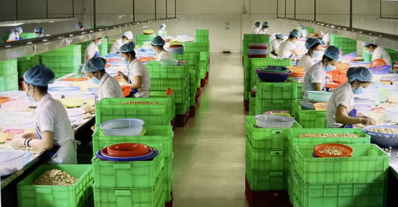 Chế biến hạt điều phục vụ cho xuất khẩu tại Bình Phước. (Ảnh: Hồng Nhung/TTXVN)