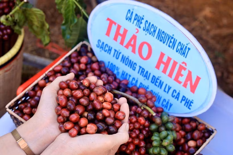 Càphê chín có chất lượng cao hơn, phục vụ xuất khẩu. (Ảnh: Hồng Điệp/TTXVN)