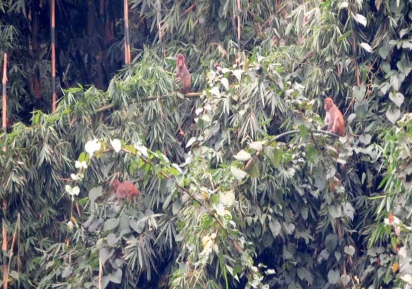 Khỉ vàng (Macaca mulatta) tại Vườn quốc gia Bến En, Thanh Hóa. (Ảnh: Nguyễn Nam/TTXVN)
