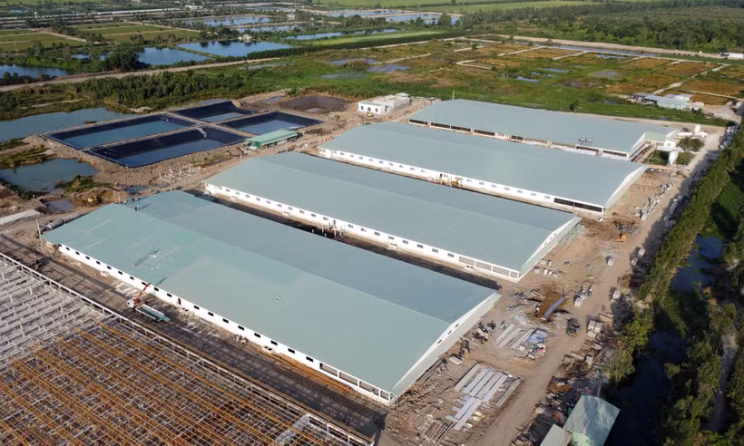 Trung tâm heo giống công nghệ cao chưa xây dựng hoàn thành nhưng có một trại đã được thả nuôi heo gây ô nhiễm môi trường. (Ảnh: Nhựt An/TTXVN)