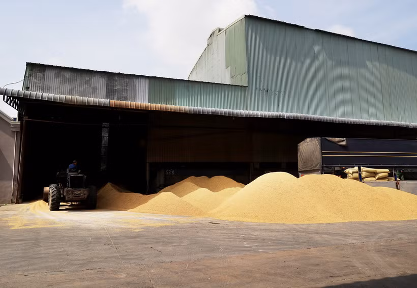 Công ty TNHH Dương Vũ (huyện Thủ Thừa, tỉnh Long An) thu mua lúa gạo để cung cấp cho các thị trường Trung Quốc, Philippines. (Ảnh: Hồng Đạt/TTXVN)