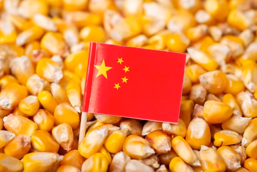 Ngô biến đổi gene từ Trung Quốc có thể được sử dụng thay thế cho sắn trong sản xuất thức ăn chăn nuôi và ethanol. (Nguồn: Bangkok Post)