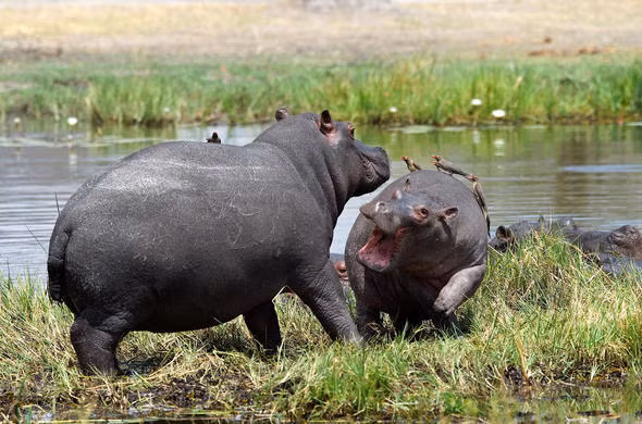 Hà mã. (Nguồn: botswana.co.za)