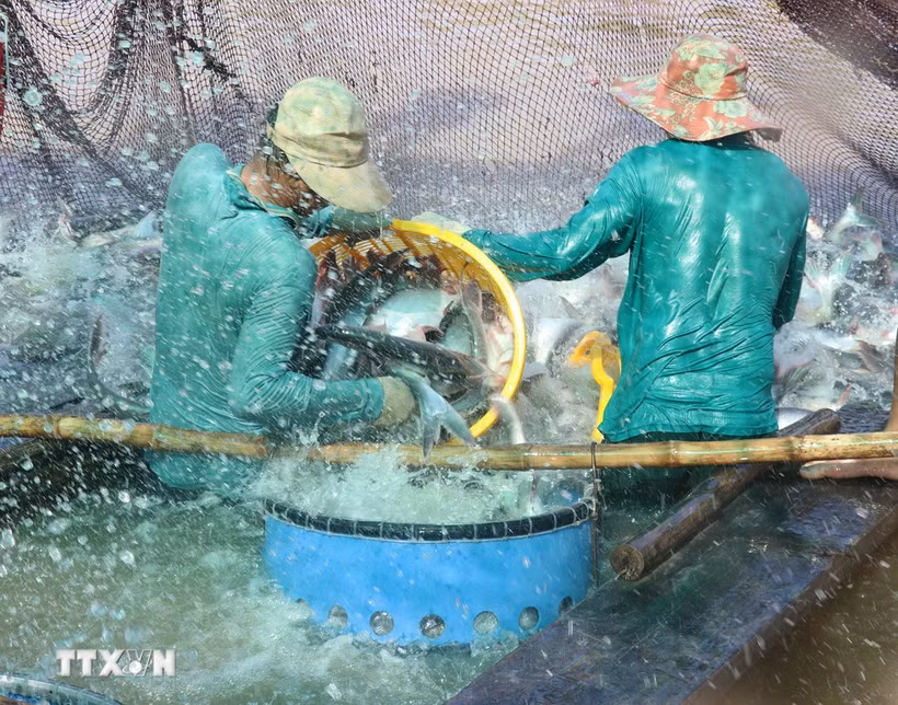 Thu hoạch cá tra tại vùng nuôi ở huyện Tam Nông (Đồng Tháp). (Ảnh: Nguyễn Văn Trí/TTXVN)