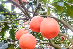 Bưởi đỏ Luận Văn chín đỏ. (Ảnh: Hoa Mai/TTXVN)