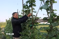 Người dân xã Tam Giang, tỉnh Bắc Ninh tích cực trồng cây vụ Đông với mong muốn mở rộng trồng cây vụ Đông bù đắp vụ mùa ngập lụt. (Ảnh: Thái Hùng/TTXVN)