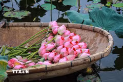Sen vừa được hái lên khỏi hồ, sẽ được đem về thực hiện ngay các công đoạn ướp để hương của sen được đảm bảo tốt nhất. (Ảnh: Khánh Hoà/TTXVN)