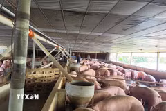 Lợn nhiễm chất cấm (chất Salbutamol) trong chăn nuôi tại một trại chăn nuôi ở thành phố Đồng Nai. (Ảnh: Công Phong/TTXVN)