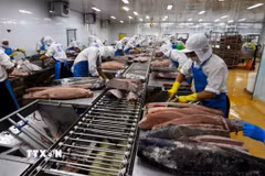 Chế biến cá ngừ đại dương xuất khẩu. (Ảnh minh họa. Nguồn: TTXVN)