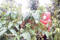 Nông dân trồng cà phê Robusta tại Đắk Lắk đang thu hoạch. (Ảnh: Kha Phạm/TTXVN)