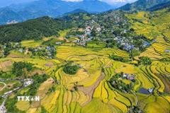 Khung cảnh ruộng bậc thang Tả Lèng, xã Tả Lèng, Lai Châu vào mùa lúa chín. (Ảnh: Nguyễn Oanh/TTXVN).
