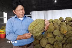 Ông Lầu A Sy (phường Đông Gia Nghĩa, tỉnh Lâm Đồng) kiểm tra sản phẩm sầu riêng phục vụ xuất khẩu chính ngạch. (Ảnh: Nguyễn Huy Thành/TTXVN)