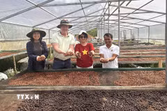 Cà phê Arabica Khe Sanh chỉ được thu hái khi quả chín trên 95%. Quy trình sơ chế, phơi và bảo quản được kiểm soát chặt chẽ, góp phần tạo nên chất lượng và giá trị đặc trưng của cà phê Khe Sanh. (Ảnh: Nguyên Linh/TTXVN)