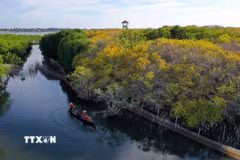Rừng ngập mặn Rú Chá phủ nhuộm sắc vàng rực rỡ. (Ảnh: Hồ Cầu/TTXVN)