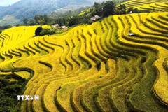 Những đường cong ruộng bậc thang rực vàng trong nắng thu. (Ảnh: Minh Tâm/TTXVN)