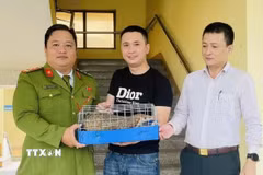 Tiếp nhận cá thể Tê tê nguy cấp, quý, hiếm từ người dân. (Ảnh: TTXVN phát)