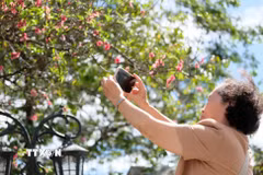 Một du khách người Hà Nội thích thú khi phát hiện hoa đào nở sớm ở Đà Lạt dừ còn vài tháng nữa mới đến Tết. (Ảnh: Nguyễn Dũng/TTXVN)