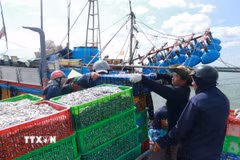 Khẩn trương vận chuyển cá cơm đi tiêu thụ. (Ảnh: Tường Vi/TTXVN)