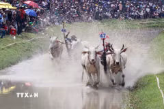 Các đôi bò bứt tốc về đích ở vòng thả quyết tâm dành chiến thắng cao nhất. (Ảnh: Công Mạo/TTXVN)