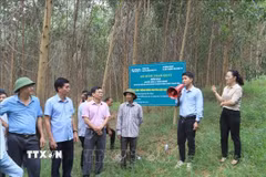 Tham quan mô hình trồng rừng đạt chứng chỉ FSC của gia đình ông Đậu Văn Thắng, xã Lương Sơn, tỉnh Nghệ An. (Ảnh: Trịnh Duy Hưng/TTXVN)