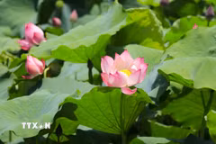 Hương sen thanh khiết lan tỏa trong không gian, mang đến cảm giác thư thái, bình yên cho bất cứ ai ghé thăm. (Ảnh: Đinh Thùy/TTXVN)