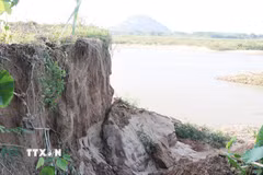 Sạt lở bờ sông Trà Khúc qua thôn An Lạc, xã Trà Giang cuốn trôi đất sản xuất của người dân. (Ảnh: Phạm Cường/TTXVN)