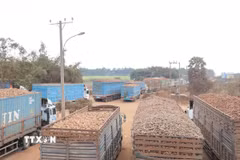 Hàng trăm xe chở sắn tươi ùn ứ tại Cửa khẩu Chàng Riệc. (Ảnh: Thanh Tân/TTXVN)
