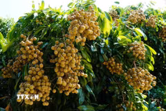 “Nhãn Châu Thành-Đồng Tháp” đã được cấp Giấy chứng nhận bảo hộ nhãn hiệu. (Ảnh: Nhựt An/TTXVN)