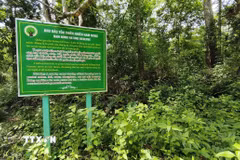 Một khu vực rừng thuộc Khu bảo tồn thiên nhiên Nam Nung (xã Nam Đà, tỉnh Lâm Đồng). (Ảnh: Nguyễn Huy Thành/TTXVN)