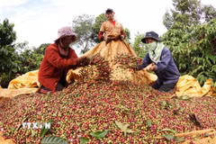 Việt Nam xuất khẩu sang Maroc các mặt hàng hải sản đông lạnh, càphê, hạt tiêu, hạt điều, dệt may. Trong ảnh: Thu hoạch cà phê của hộ Đặng Thị Liên, xã IaYok, huyện IaGRai, tỉnh Gia Lai. (Ảnh: Vũ Sinh/TTXVN)