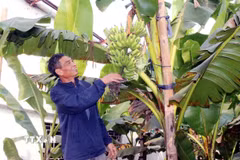 Ông Trần Văn Lại, thôn 5 Hòa Hậu, xã Nam Lý, kiểm tra chất lượng chuối ngự. (Ảnh: Nguyễn Chinh/TTXVN)