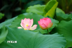 Hoa sen khoe sắc tại tỉnh Chiết Giang, Trung Quốc. (Ảnh: THX/TTXVN)