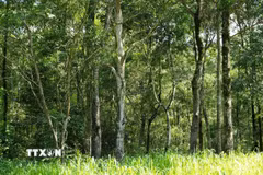 Rừng phòng hộ cảnh quan môi trường Biên Hòa có nhiều cây gỗ lớn và gỗ quý như lim, sến, sao và thảm thực vật đa tầng. (Ảnh: Sỹ Tuyên/TTXVN)